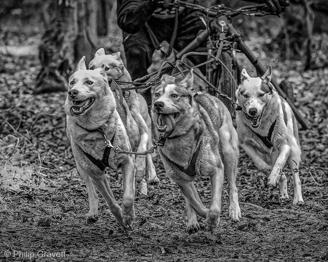 Siberian Husky Racing, Thetford Forest by Philip Gravett