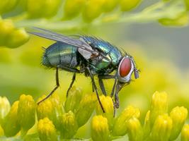 Greenbottle Fly Using its Proboscis