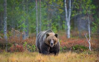Bear in Autumn Colour