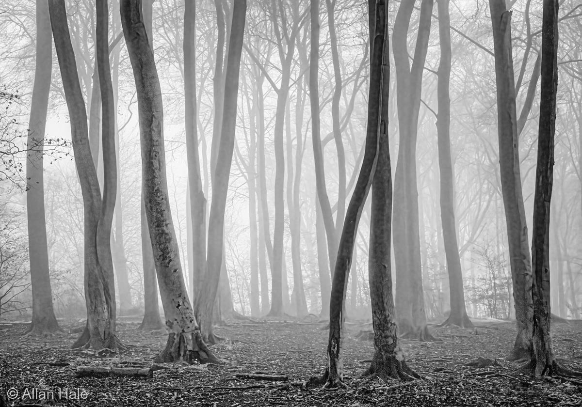 Twisted Beeches by Allan Hale