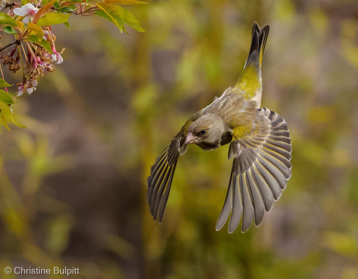 Greenfinch by Christine Bulpitt