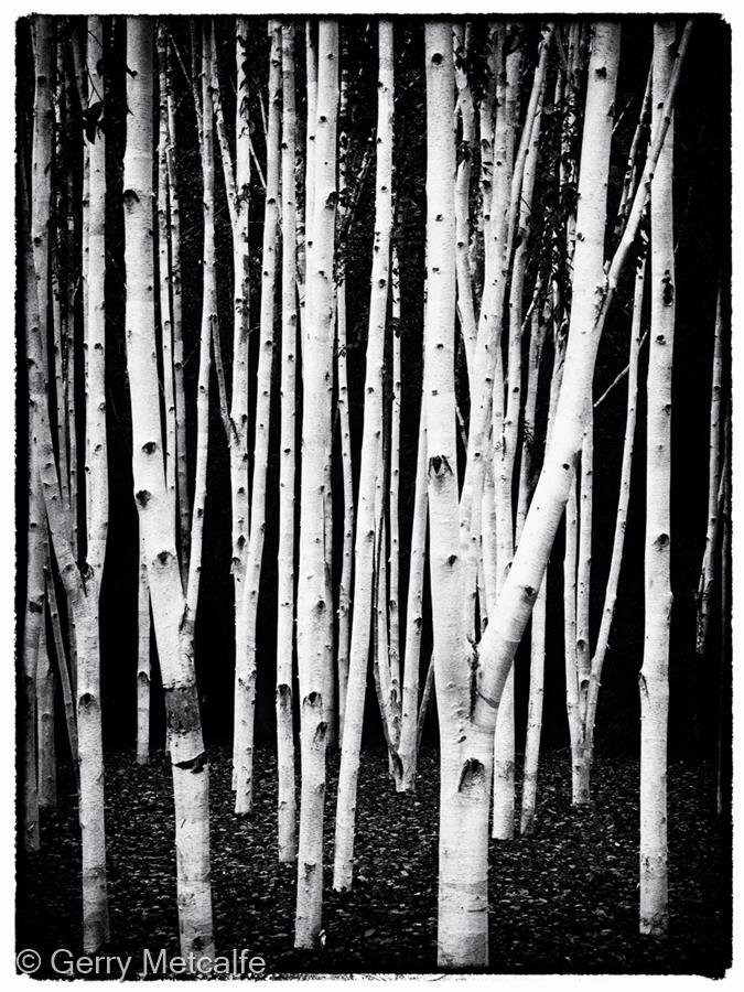 Silver Birches by Gerry Metcalfe