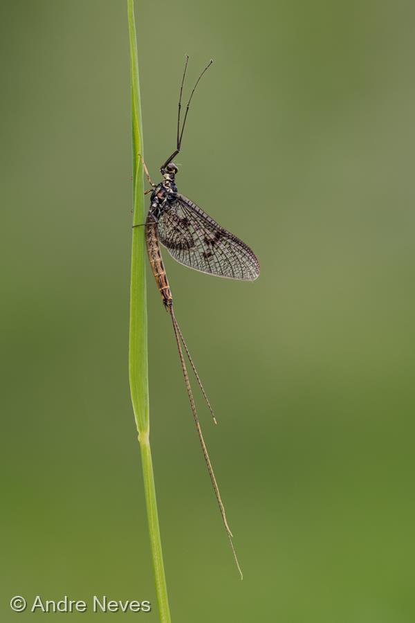 Common Mayfly by Andre Neves