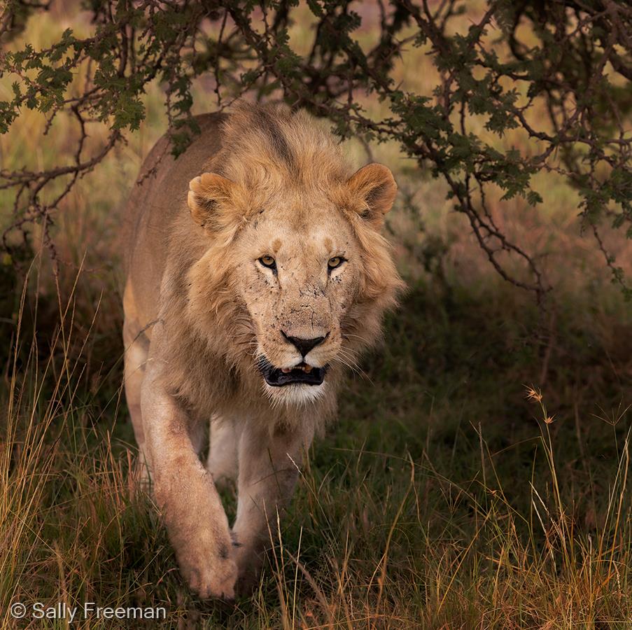 Lion Prowling in the Wild by Sally Freeman