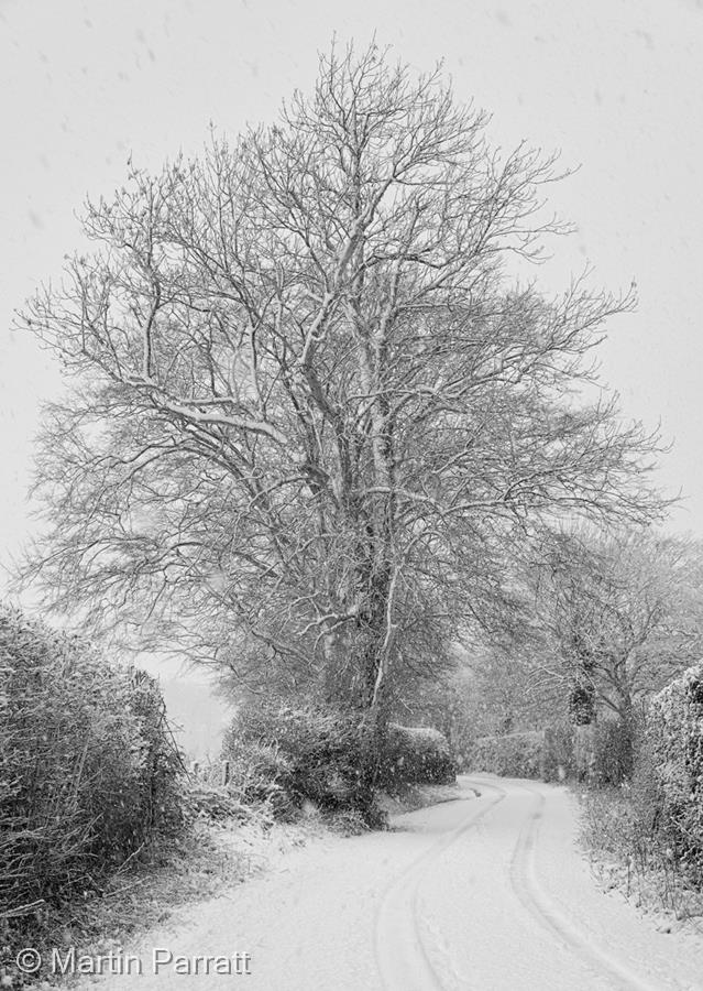 A Quiet Lane in Snow by Martin Parratt