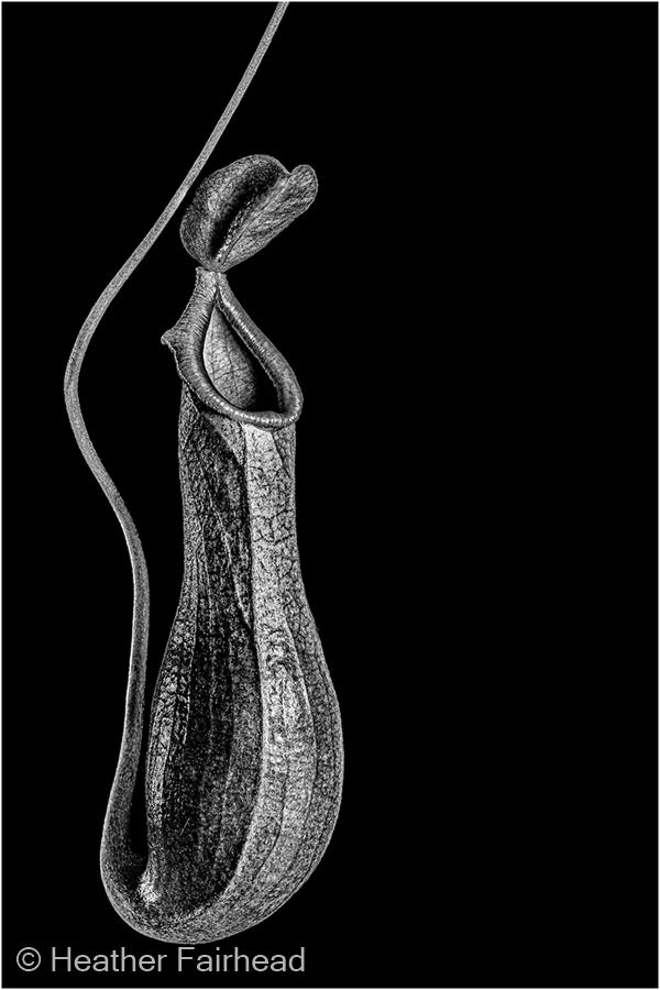 Nepenthes alata - Pitcher Plant by Heather Fairhead