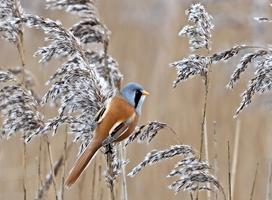 Male Bearded Tit in Reed Bed
