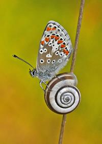 Brown Argus Butterfly Resting on a Snail