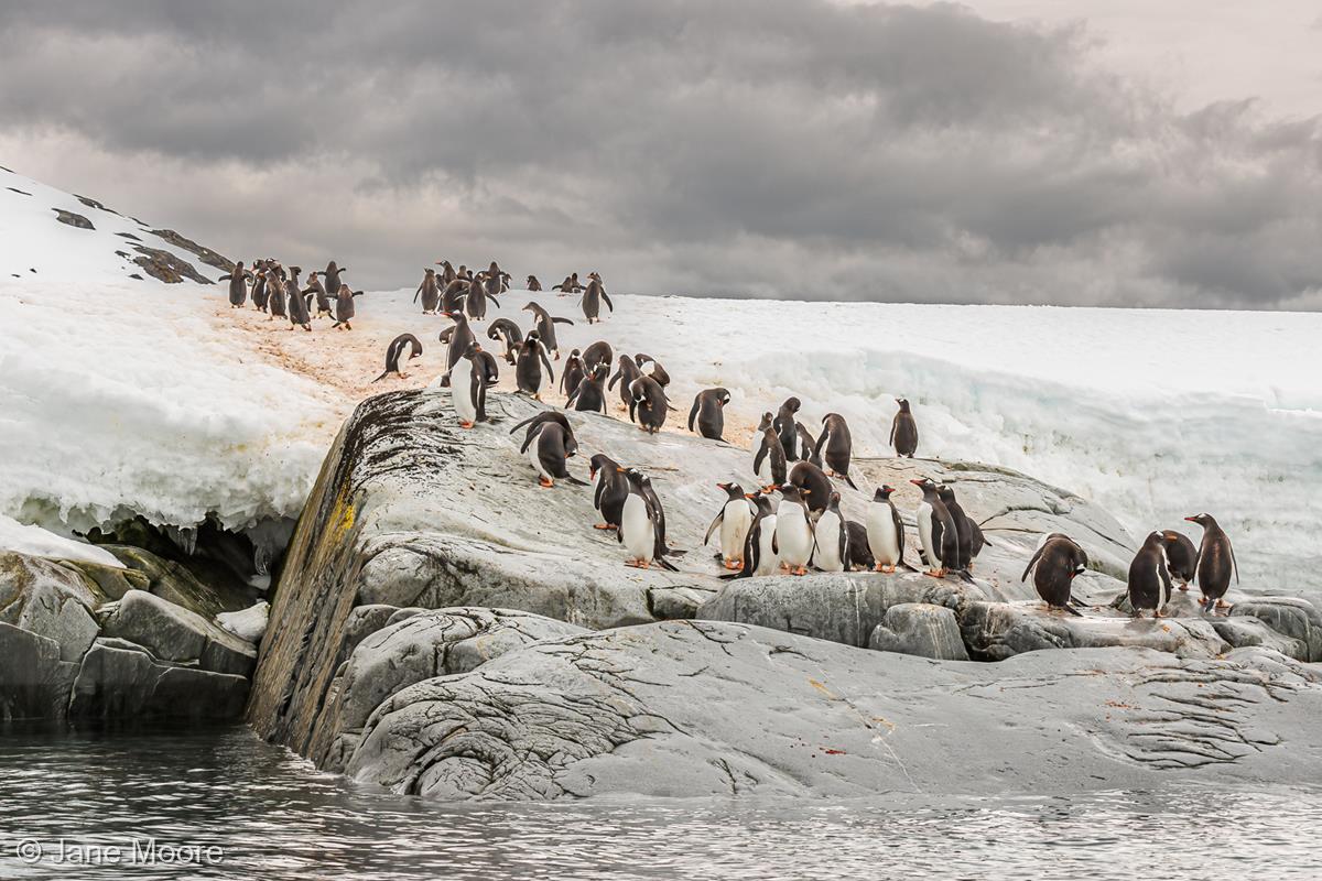 Gentoo Penguins by Jane Moore