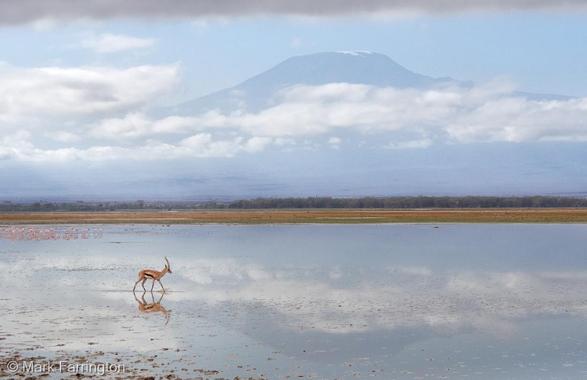 Kilimanjaro with Thomson’s Gazelle by Mark Farrington