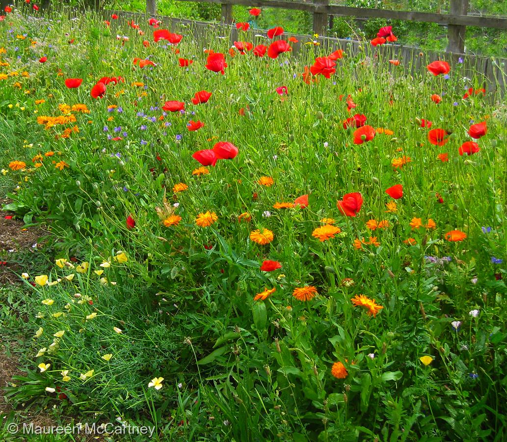 Wild Flower Selection by Maureen McCartney