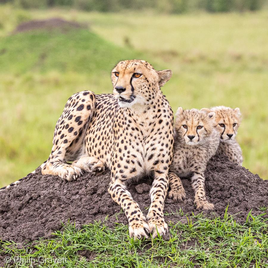 Cheetah and Cubs on a Termite Hill, Kenya by Philip Gravett