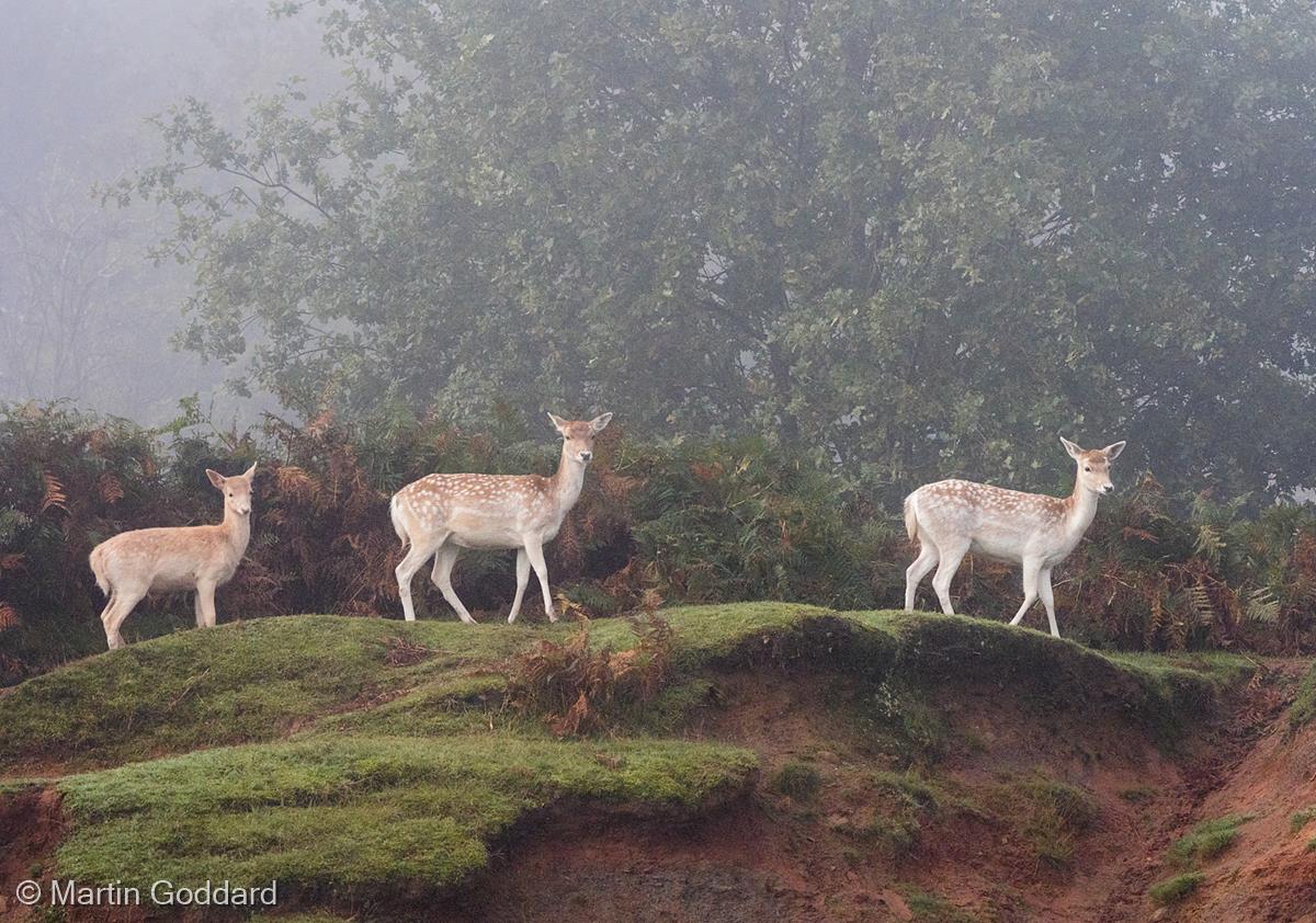 Three Fallow Deer by Martin Goddard