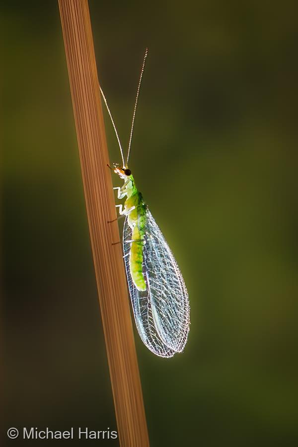 Lacewing by Michael Harris