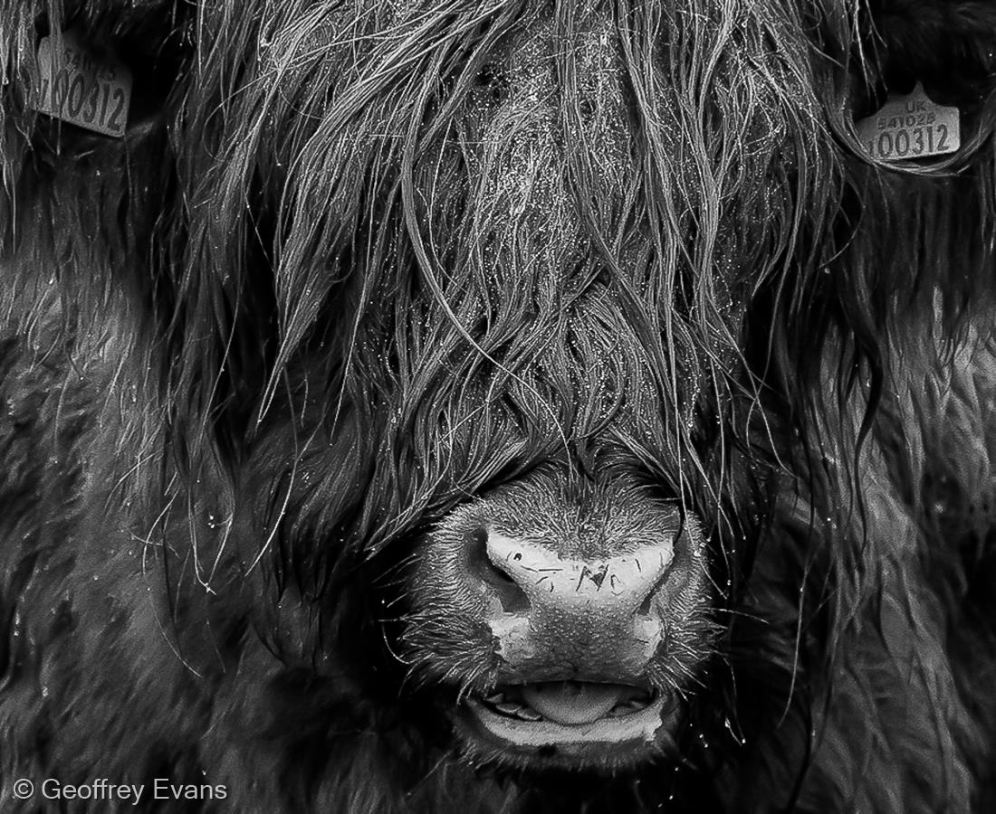 Highland Cow by Geoffrey Evans