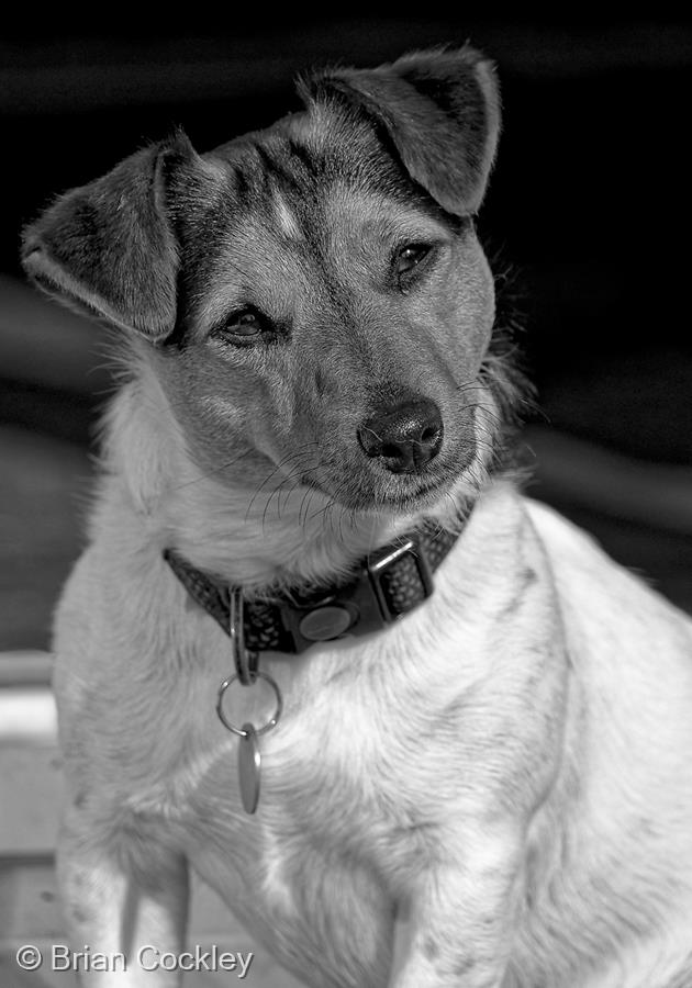 That Jack Russell Stare by Brian Cockley