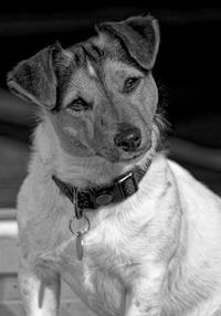 That Jack Russell Stare