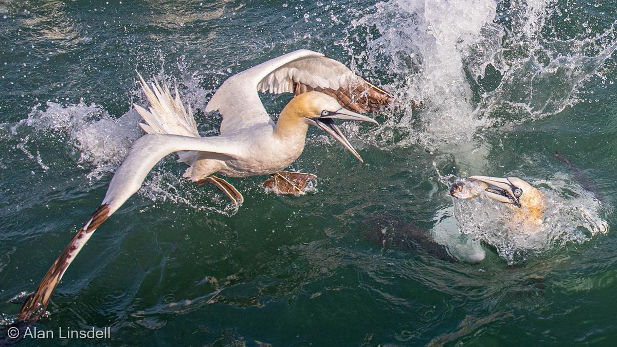 Gannets Feeding by Alan Linsdell