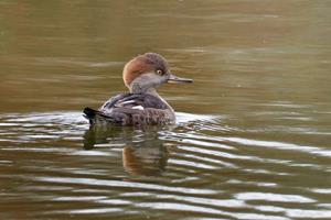 Goosander