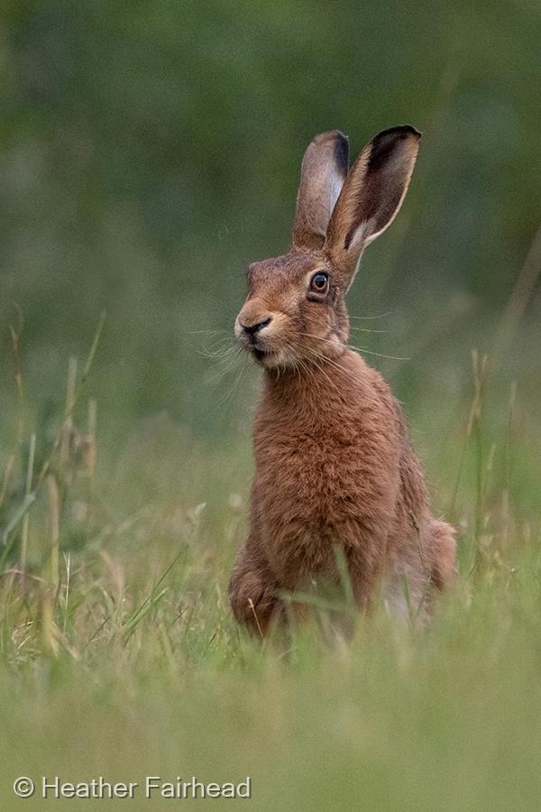 Brown Hare by Heather Fairhead