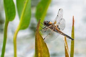 Four-spotted Chaser Dragonfly