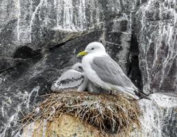 Kittiwake and Chicks