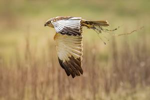 Marsh Harrier Nest Building