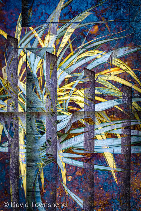 Fenced Phormium by David Townshend