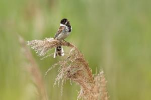 Reed Bunting Calling