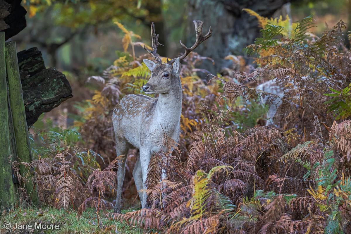 Doe in the Woods by Jane Moore