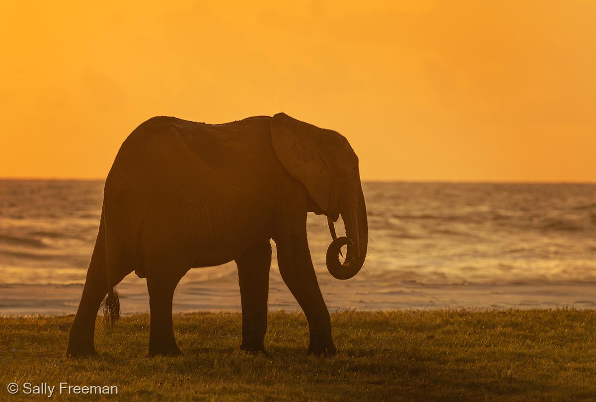Elephant, Gabon by Sally Freeman