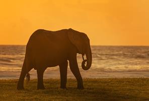 Elephant, Gabon