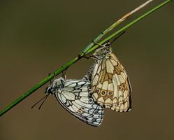 Paired Marble White Butterflies