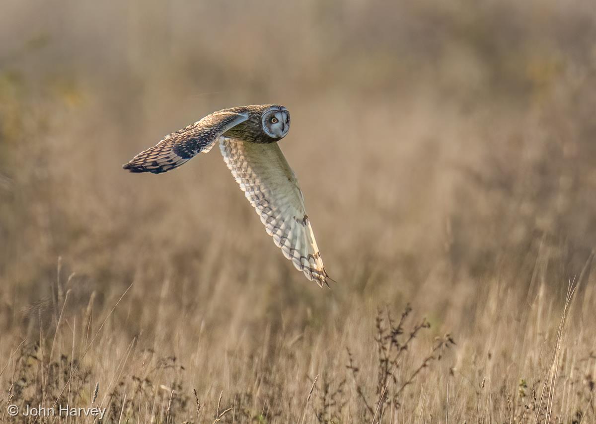 Short-eared Owl Hunting by John Harvey