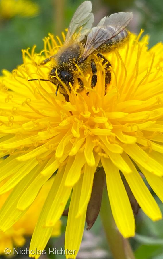 Humble Bumble by Nicholas Richter