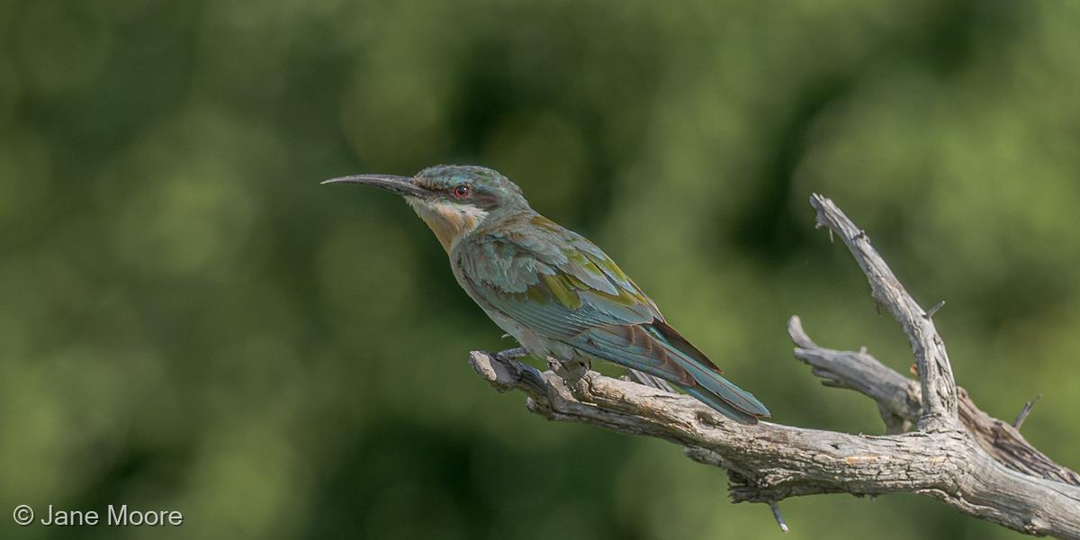 Blue Cheeked Bee Eater by Jane Moore