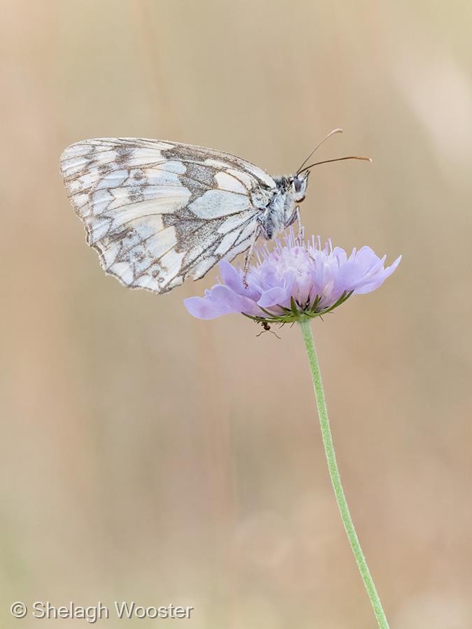 Marbled White and Ant by Shelagh Wooster