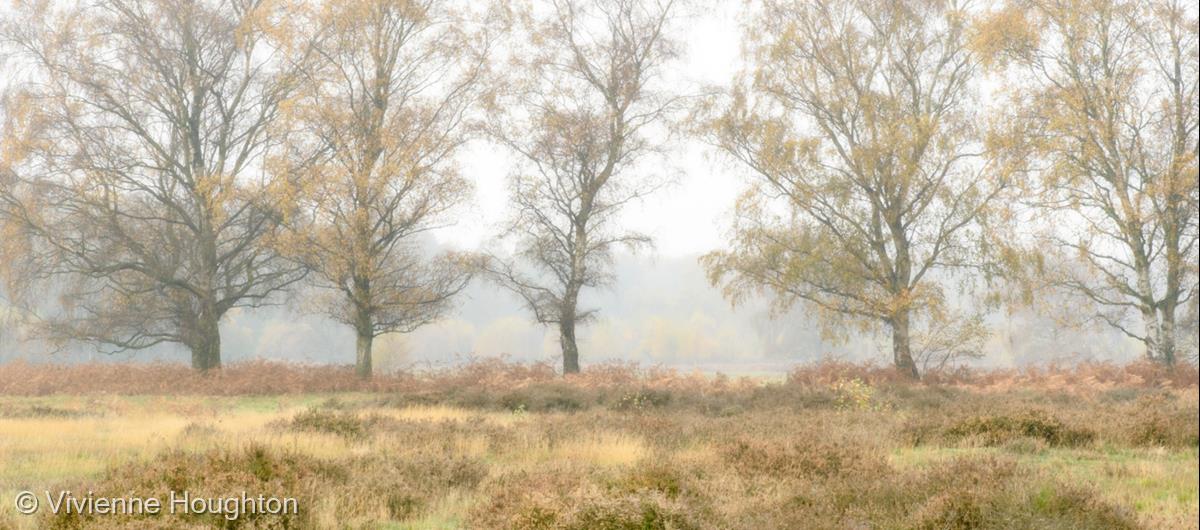 Misty Morning by Vivienne Houghton