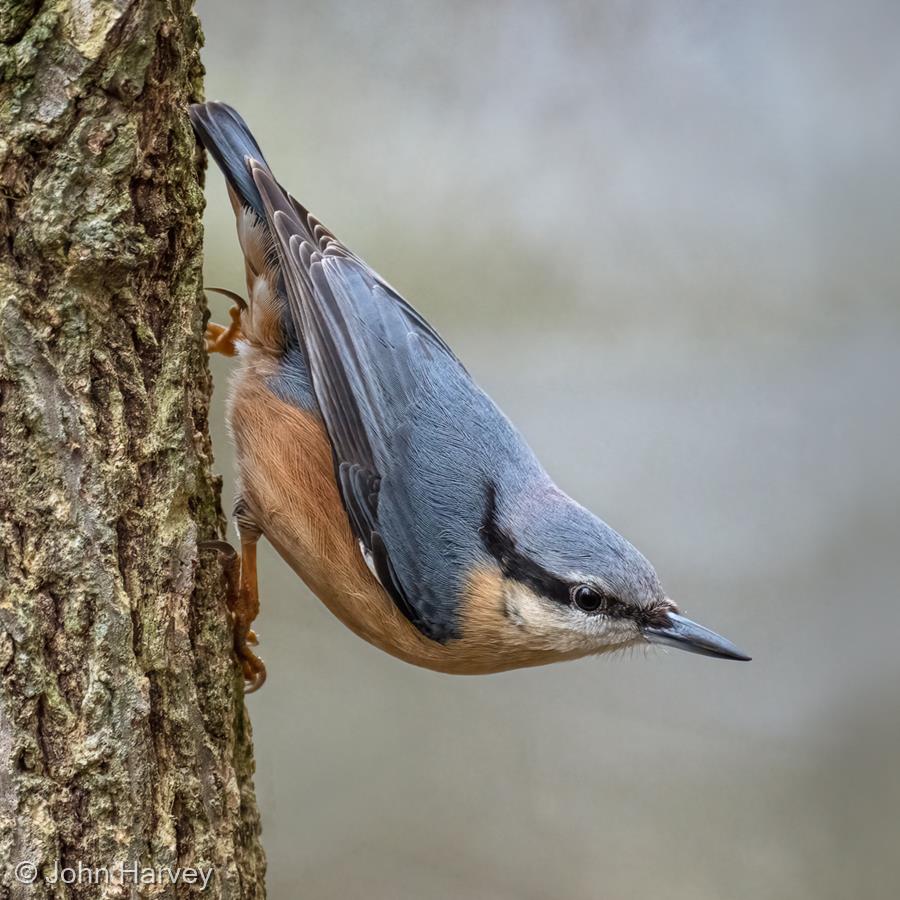 Nuthatch by John Harvey