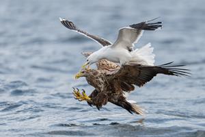 Great Black-backed Gull Mobbing White-tailed Eagle