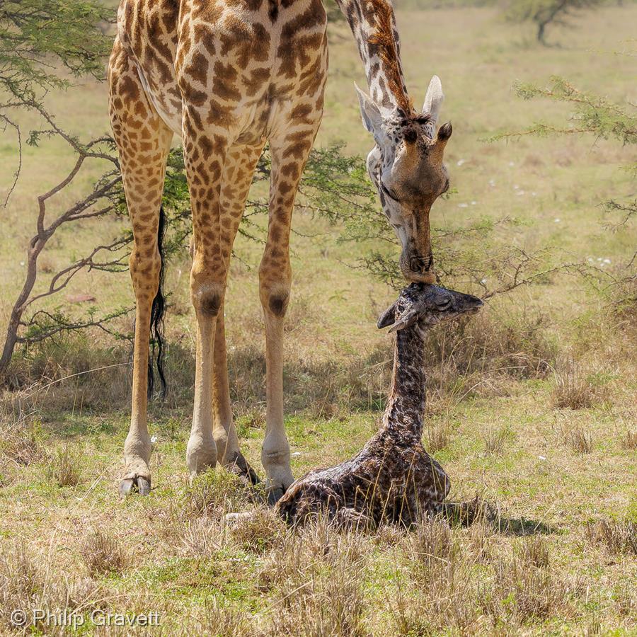 New Born Giraffe by Philip Gravett