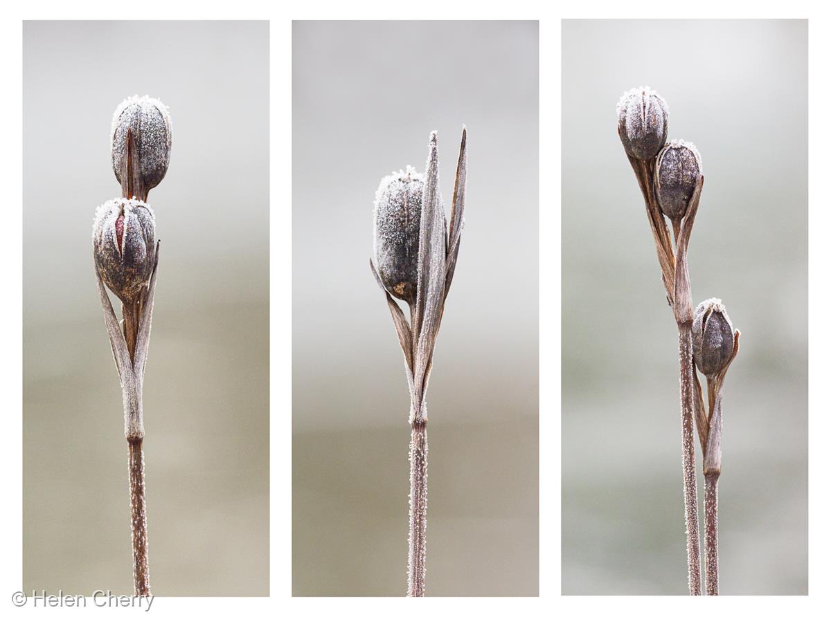Frosted Seedheads by Helen Cherry