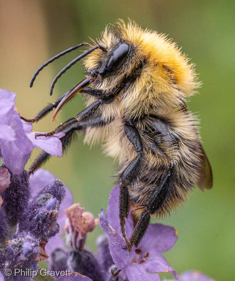 Collecting Nectar by Philip Gravett