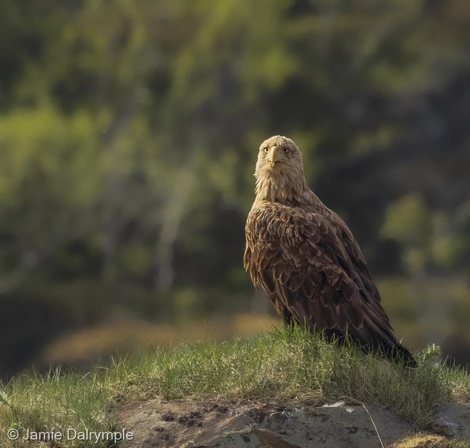 Sea Eagle by Jamie Dalrymple