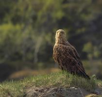 Sea Eagle