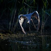 Grey Heron