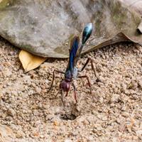 Parasitic Wasp