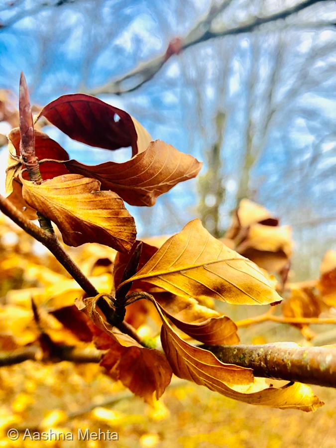 Colours of Nature by Aashna Mehta