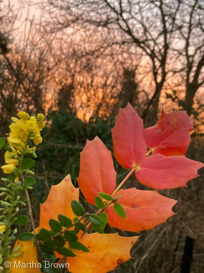 Sunrise Leaf by Martha Brown