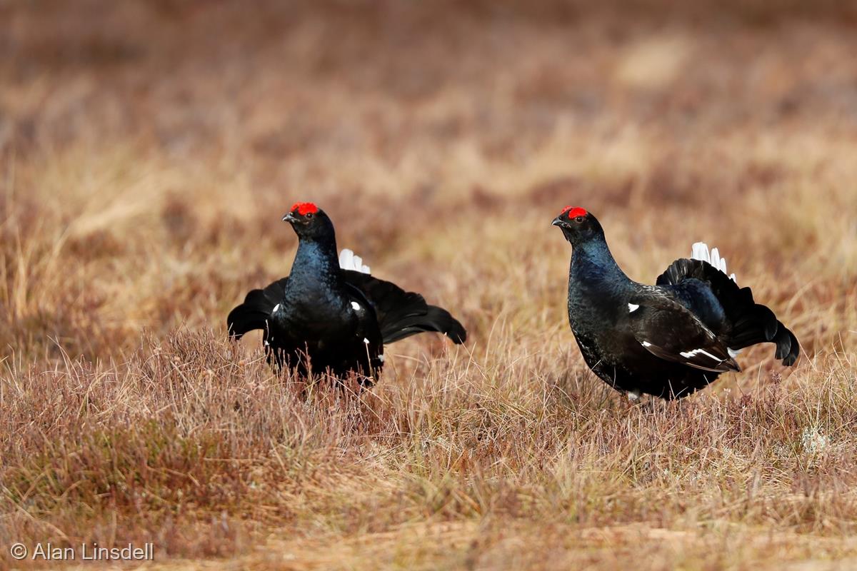 Black Grouse at a Lek by Alan Linsdell